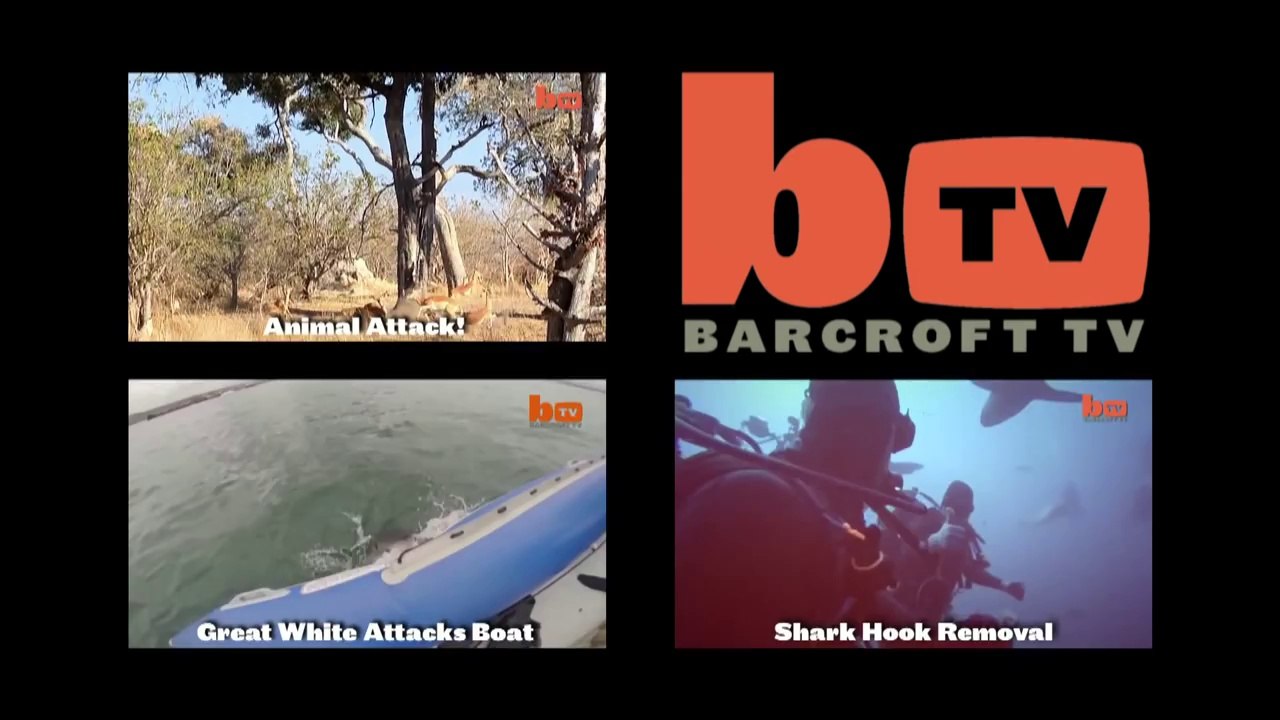 Deux requins blanc s'affronte