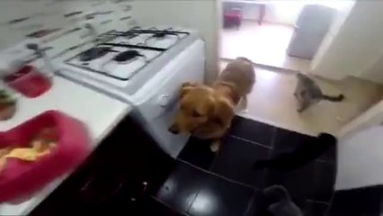 Mama Yiyemeyeceğini Öğrenen Köpeğin Hüzün Dolu Anları