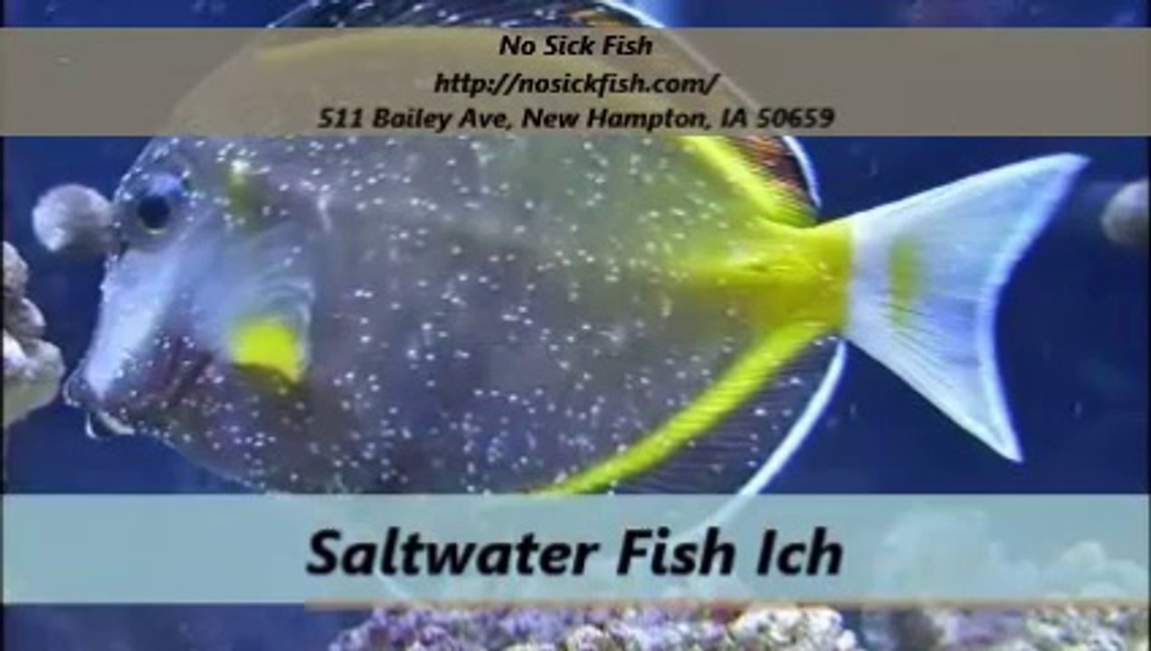 No Sick Fish