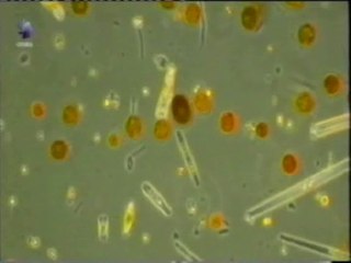Cilios y flagelos: Biologia en movimiento