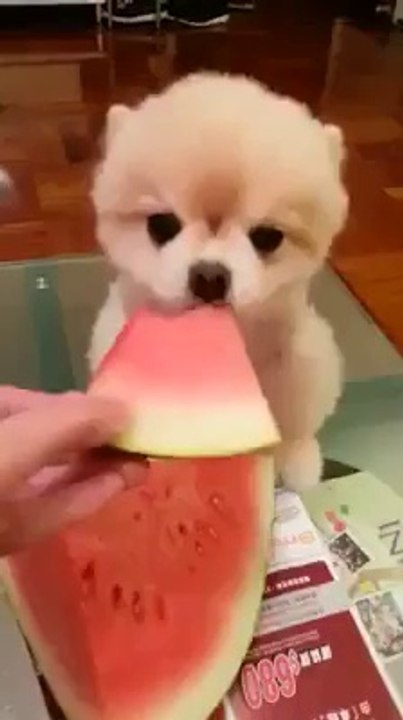 KARPUZ YİYEN SEVİMLİ KÖPEK