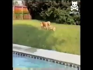 Est ce l'Instinct de mère qui pousse ce chien à sauver son chiot ?