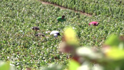 Terres de France participe aux vendanges de Champagne