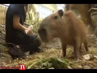 Dünyanın en büyük faresi