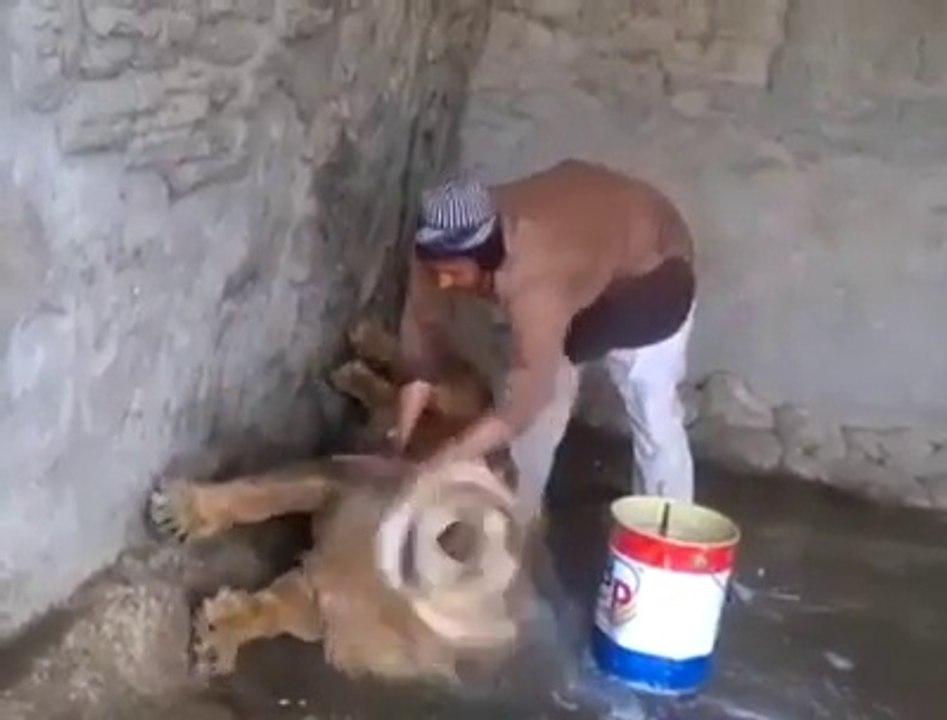 Bakıcısı tarafından köpükle yıkanan Aslan'ın banyo keyfi