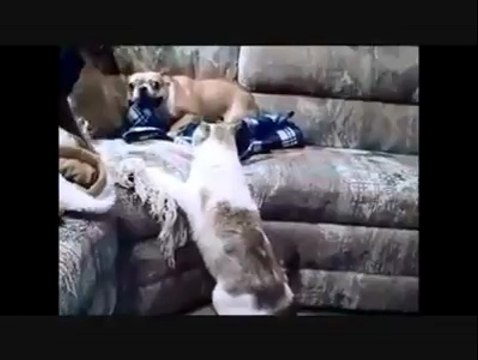 C'est ce qui s’appelle être comme chien et chat