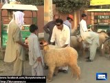 Dunya News - Illegal cattle market in Dera Ismail Khan