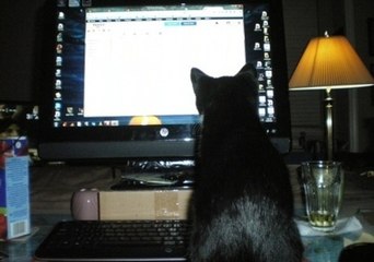 Kitten Can't Take Her Eyes Off the Mouse