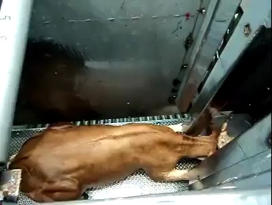 How developed countries providing halal meat to people watch video