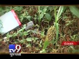Heavy rain inflicts losses on Gir-Somnath farmers - Tv9 Gujarati