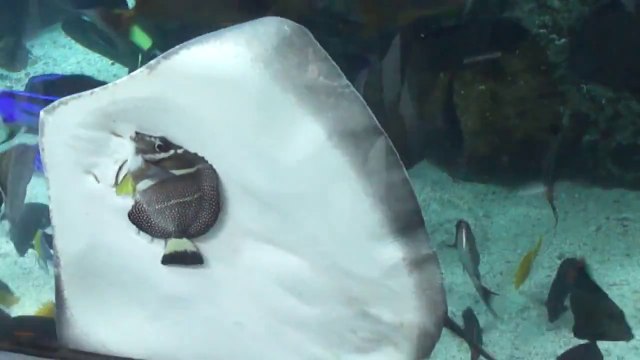 Stingray traps a fish and tries to eat it!