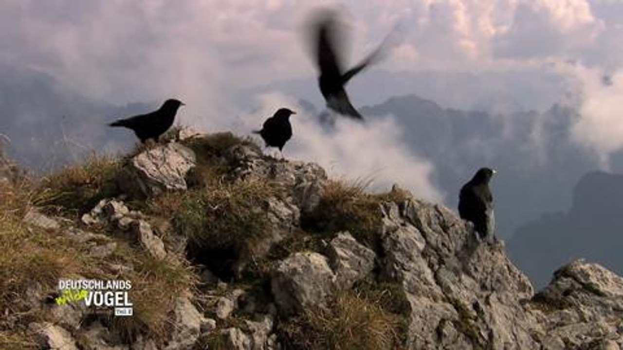 Deutschlands wilde vögel 2 - trailer (deutsch) hd