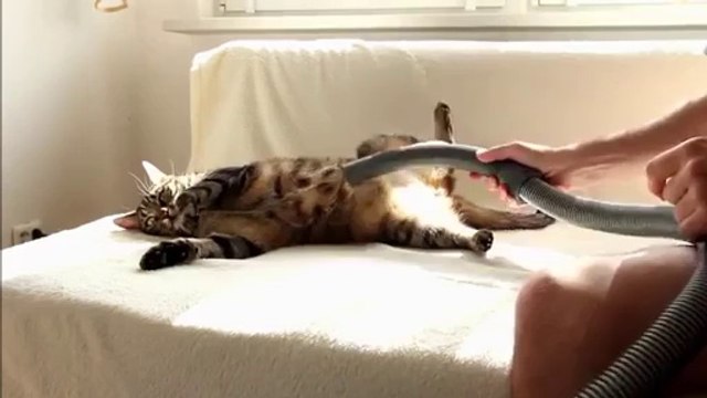 La meilleure solution d'enlever les poils de chat