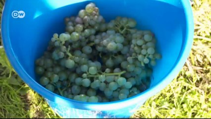 Alemania, tierra de vinos (05): la región vinícola más septentrional | Euromaxx