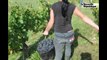 VIDEO (41) Un vigneron derrière le viticulteur à Cheverny
