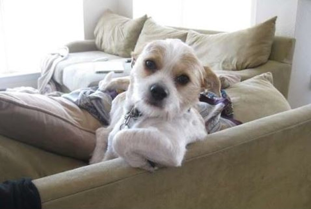 Funny Cats and Dogs Sitting Like Humans