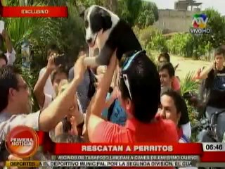 Rescatan perros que eran maltratado por su dueño