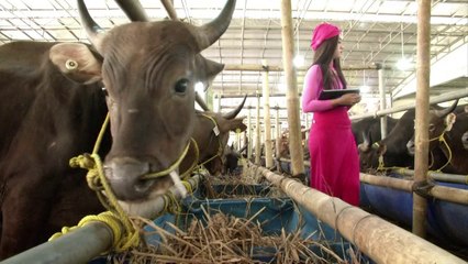 Indonesians snap up 'luxury' cows for Eid festival