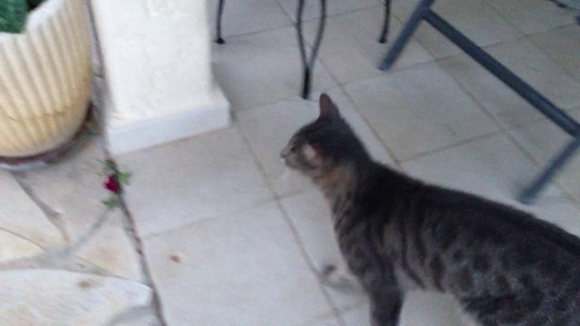 Chat qui aboie comme un chien sur commande