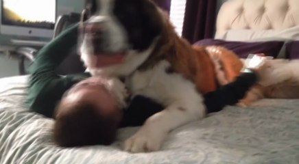 Gonzalo Morales Divo - Abrazo de un San Bernardo