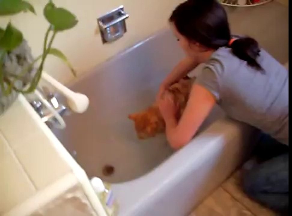 Cri de detresse d'un chat qui doit prendre son bain