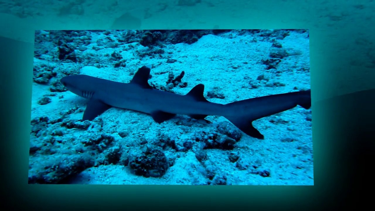 Shooting aux Maldives - Jour 4