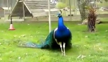 amezing      Say Subhanallah