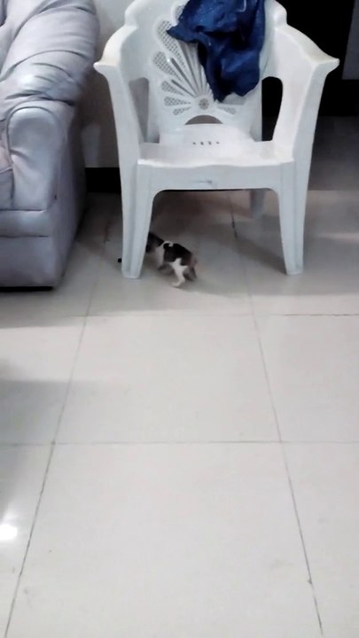 My Cat.....