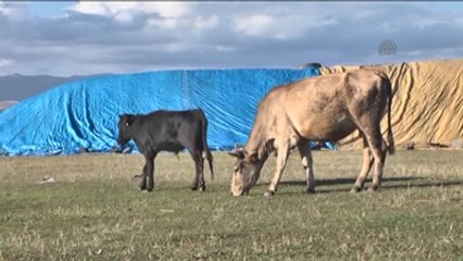 Ağrı'daki "En Küçük Büyükbaş Kurbanlık"