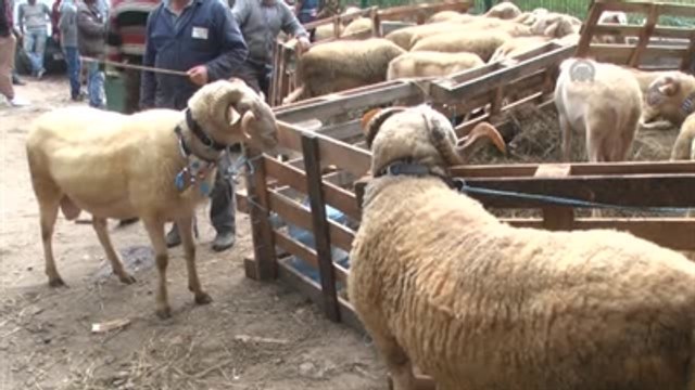 Kurban Pazarları ve Alışveriş Merkezlerinde Bayram Telaşı Yaşanıyor