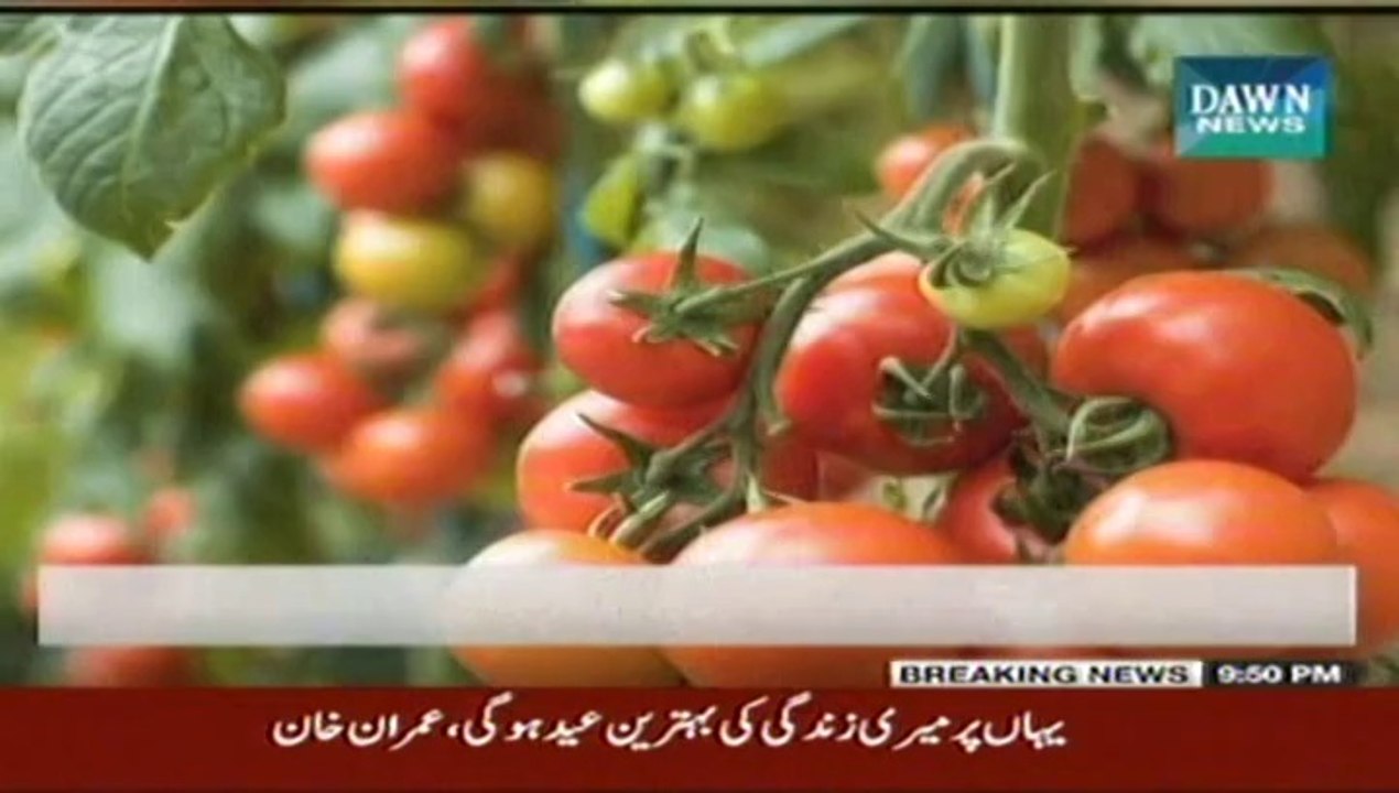 Tomato juice better for health than energy drinks