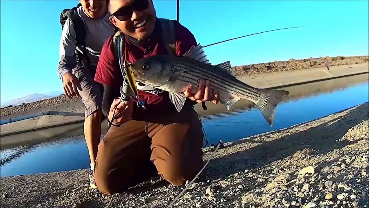 Chasing Striped Bass Boils California Aqueduct
