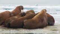 Wildlife Officials Ask Pilots To Avoid Flying Near Walrus Congregation