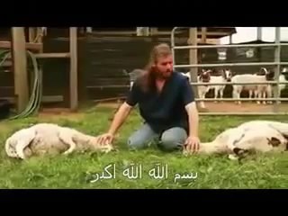 تأثير ذكر الله علي الأنعام عند الذبح
