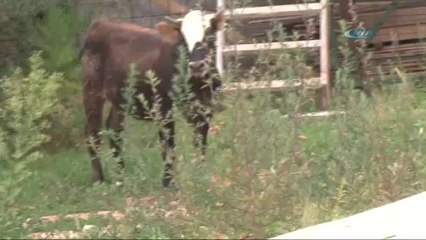 Boğa kaçtı, polis kovaladı - KonyaMesaj.com