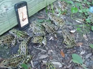 VersTV, la chaîne préférée des grenouilles