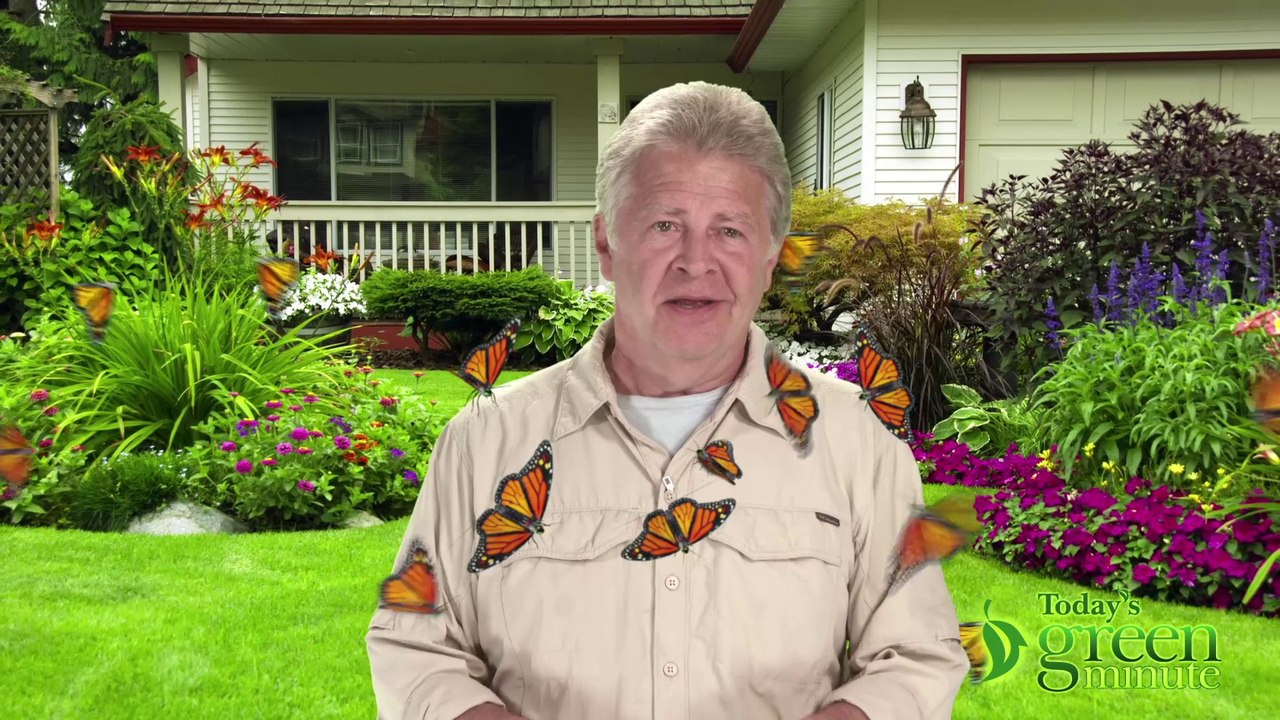 Protector of Monarchs