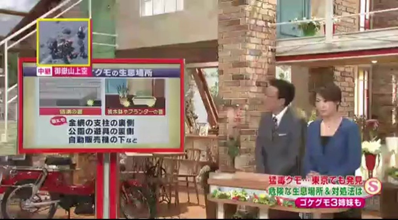 14 09 28 EX SS　セアカゴケグモ　ハイイロゴケグモ　クロゴケグモ　ツマアカスズメバチ　