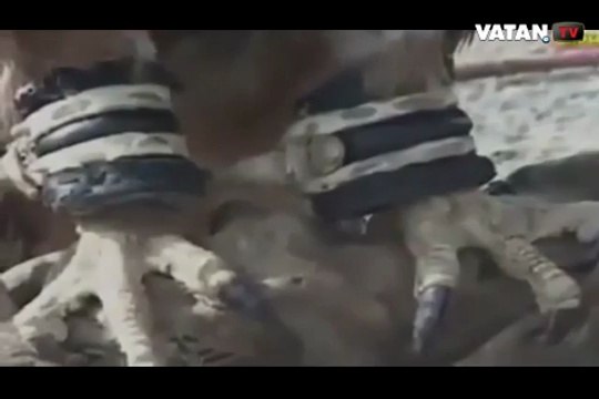 Ja çfarë mund të bëjë një shqiponjë