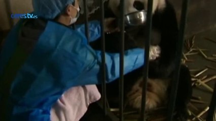 Dos mellizos panda reciben los cuidados de su madre