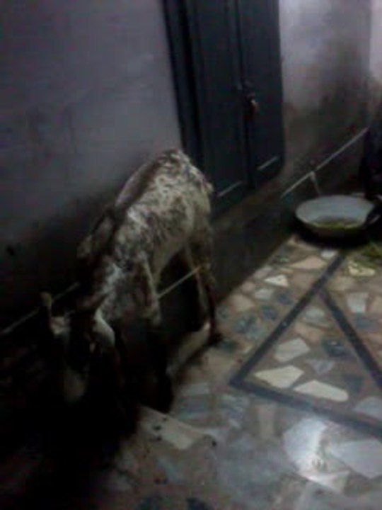 bakra is a beautiful