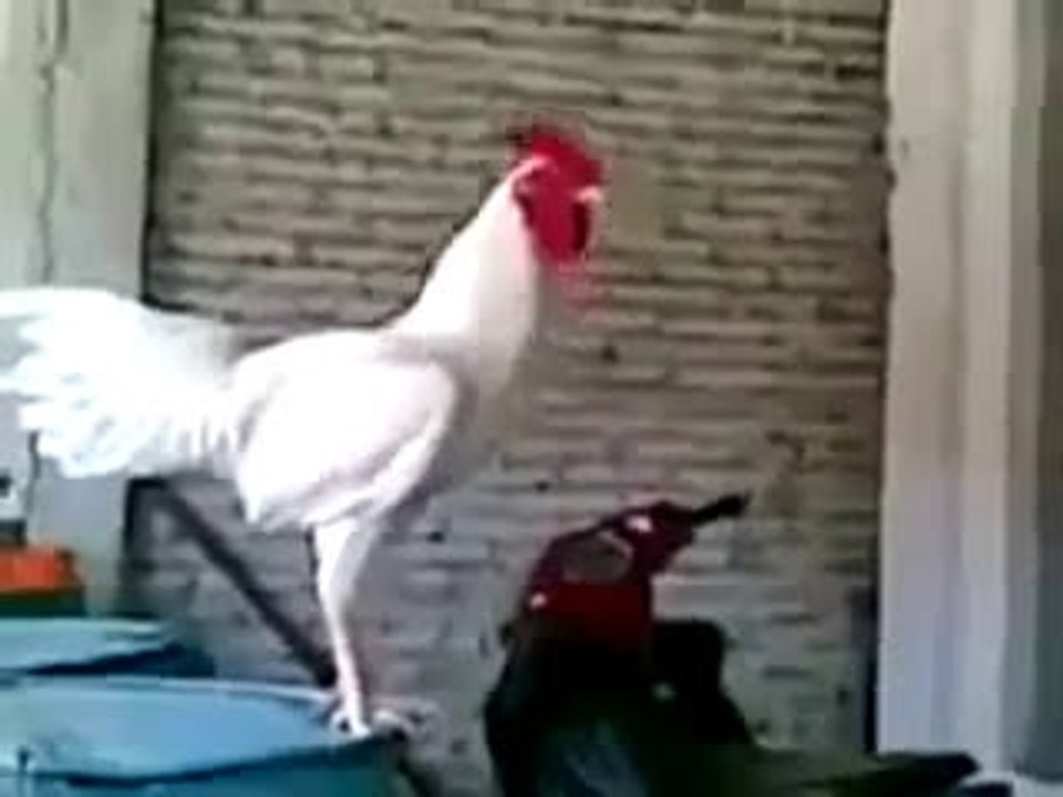 Gallo burlon
