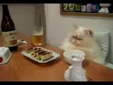 Funny cat eating like a man...!! Hahahaha very funny (MUST WATCH)