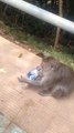 Quand un Singe réussit à sortir une banane de la bouteille