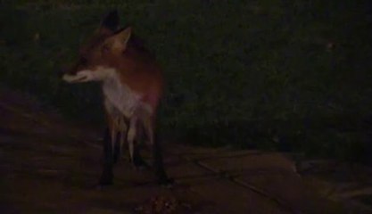The Fox comes to dinner