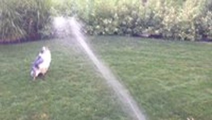 Dog tries to catch water