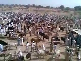 Bannu domail cow mandi
