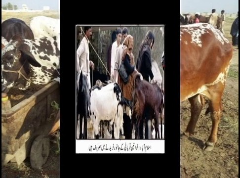 must must must must must must watch eid ul Azha special