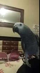 Go nawaz go by A parrot. shame on u nawazzzzz