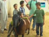 Sacrificial ram Shero Badsha in Karachi Cattle market